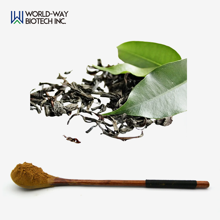 Green Tea Extract Powder Green Tea Extract Powder